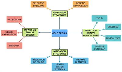 Surviving the cold: a review of the effects of cold spells on bivalves and mitigation measures